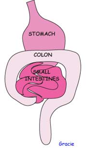 search, psyllium fiber, digestive enzymes, stomach, colon cleansing, acidophilus, MSM, 